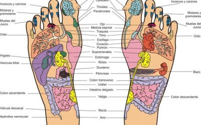 Nuevo! Taller de Reciclaje de Reflexología Podal